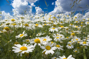 Spring white daisies in a field under clouds and a blue sky - Spring Water Well Maintenance Tips - JB Water Well